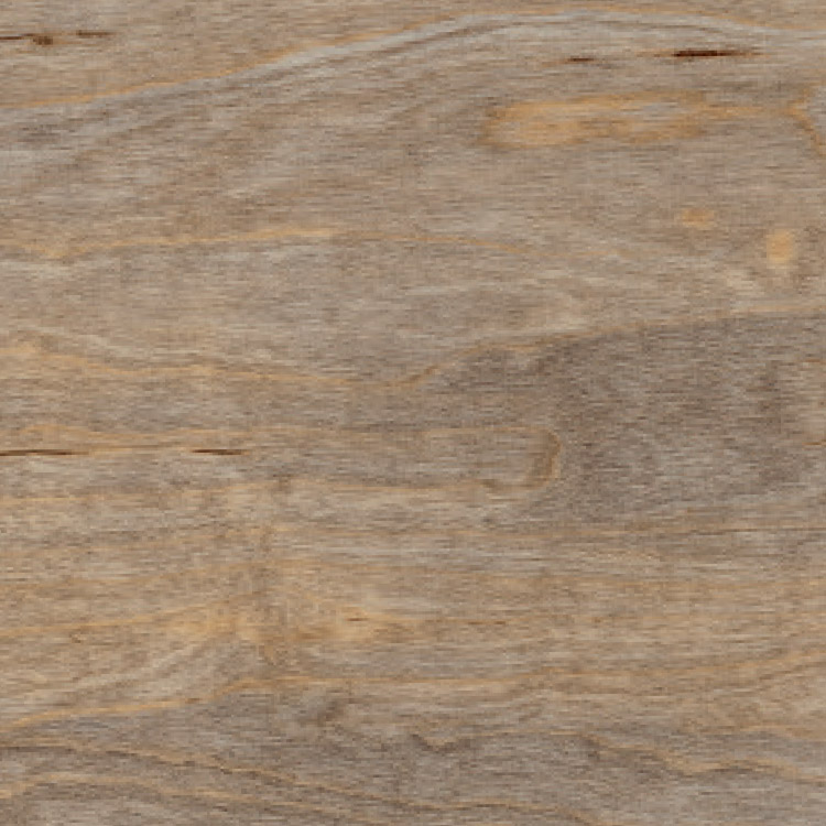 Bleached Elm, SF3W2516